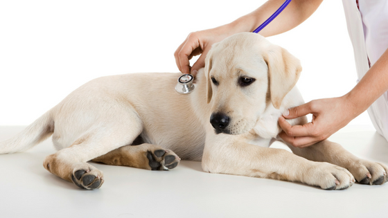 Veterinären Nära Dig i Trelleborg