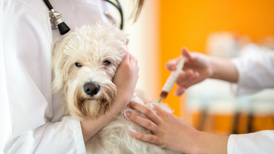 Veterinären Nära Dig i Trelleborg